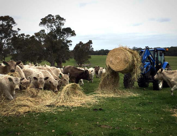 Feeding livestock is fast and easy with a HaySpin Bale Spinner